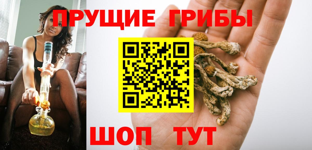 Галлюциногенные грибы Psilocybine cubensis Курчатов